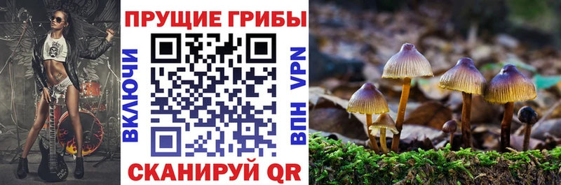 Галлюциногенные грибы Psilocybine cubensis  Купить закладки  Далматово 